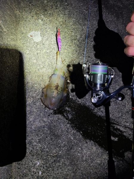 リールの入魂！久しぶりのエギング！