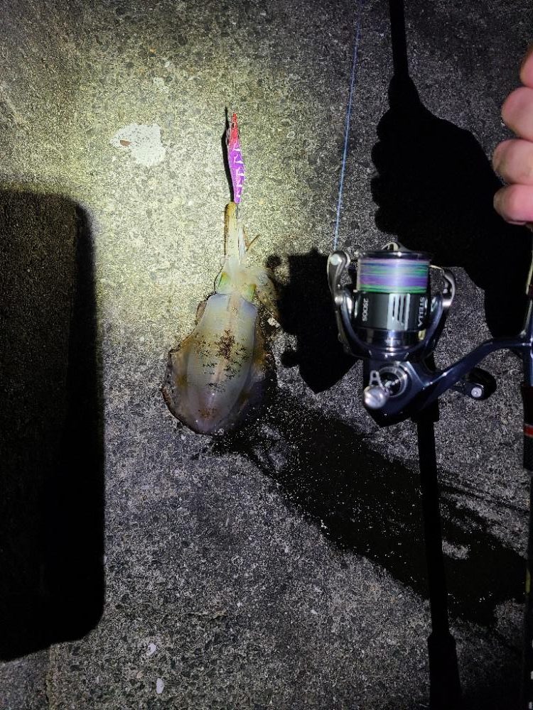 リールの入魂！久しぶりのエギング！