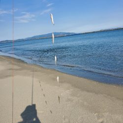 徳島でキス釣り