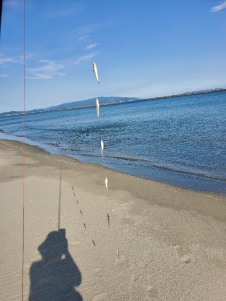 徳島でキス釣り