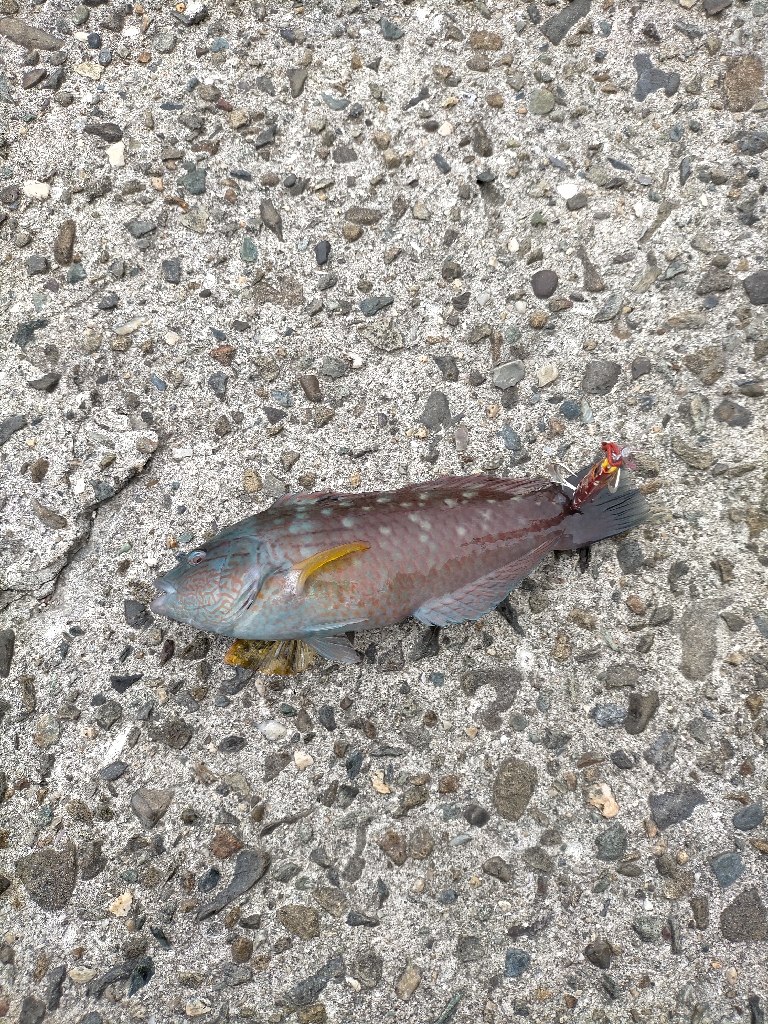 ショアジギング修行