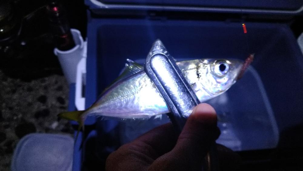 久々のキス釣り