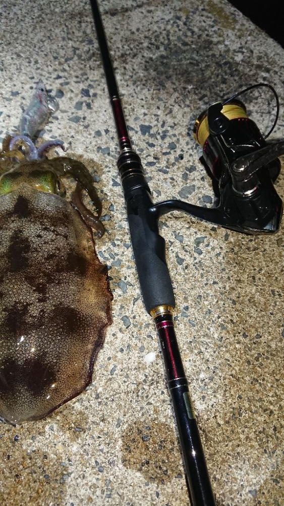 対馬エギング釣果