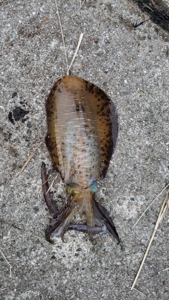 アオリイカ釣れた！