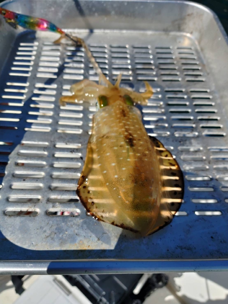 宮津ボートエギング