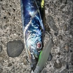 タチウオ楽しい