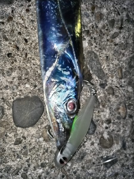 タチウオ楽しい