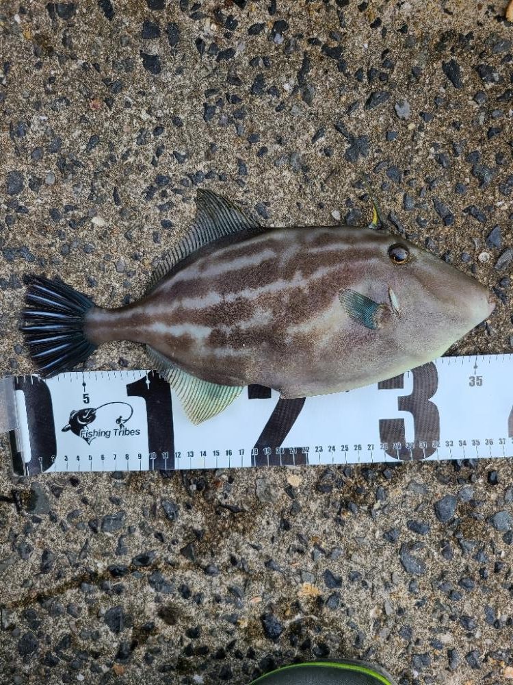 再度ヒラマサを