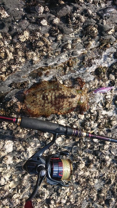 対馬エギング釣果