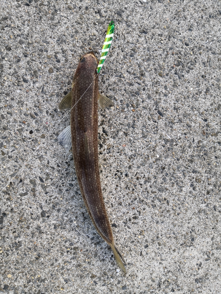 ショアジギングでメジロ