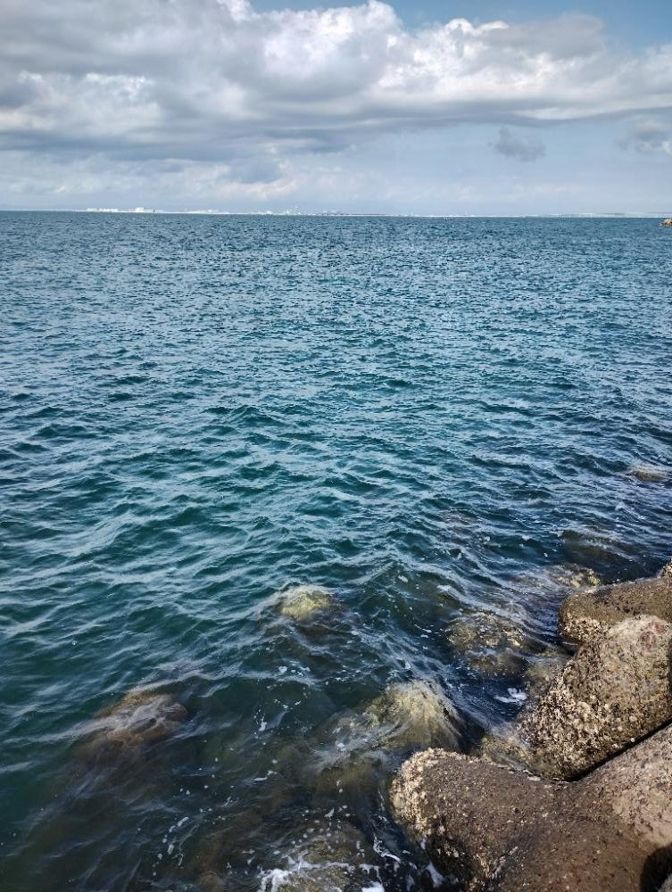 かろうじてアオリイカGET