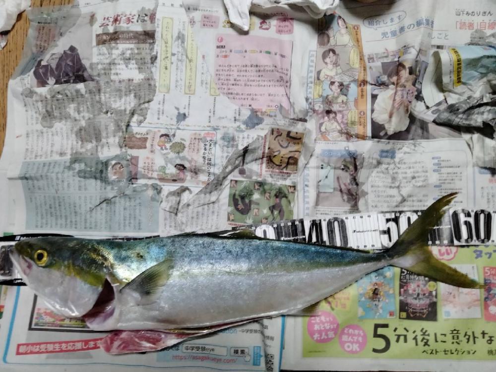 メジロ65センチ!!