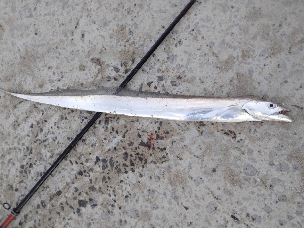 爆釣Day.でした!!