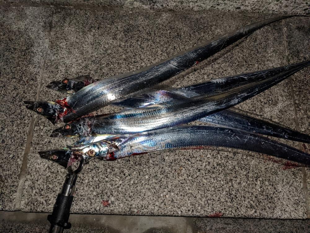 年内最終釣行かも知れないので…