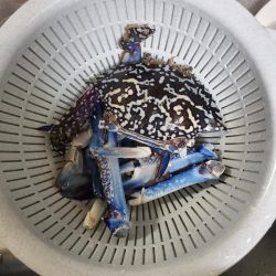 伊勢湾の落ちギス調査