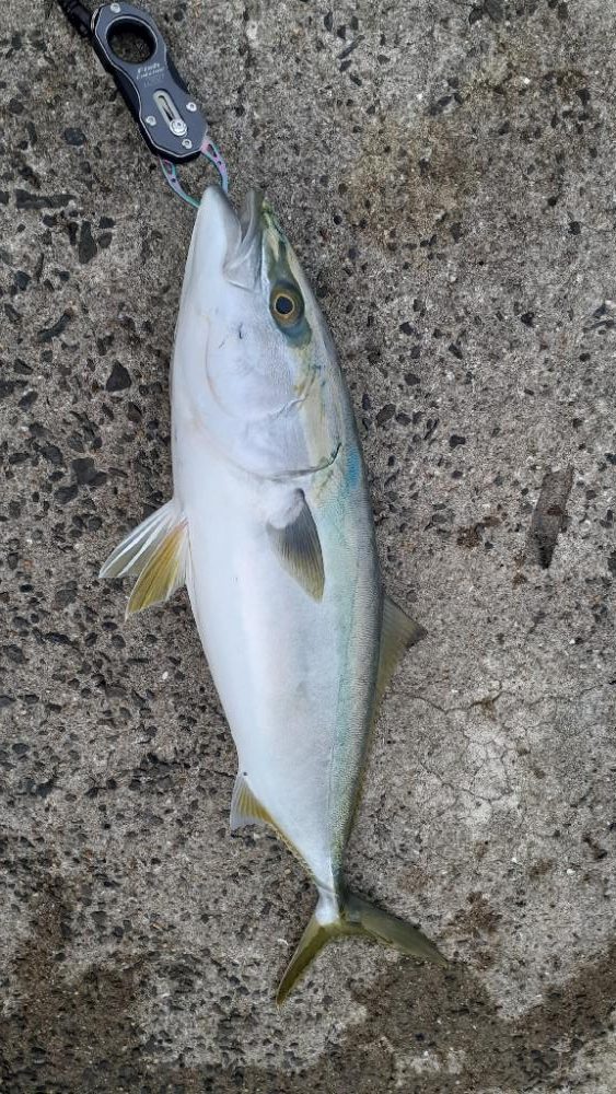 朝イチはメジロがふえてます!