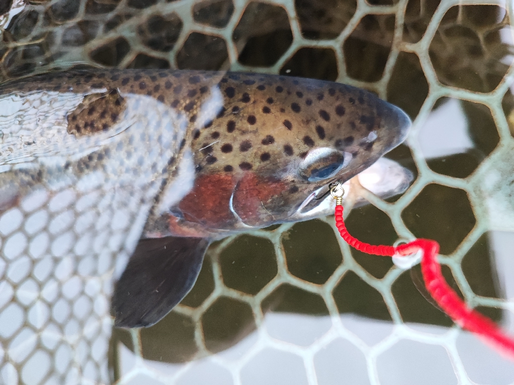 埼玉でニジマス釣り