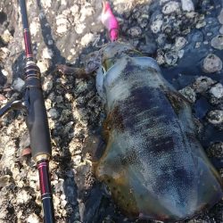 対馬エギング釣果