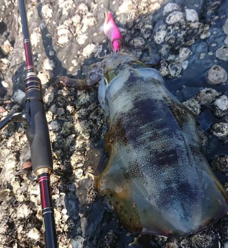 対馬エギング釣果