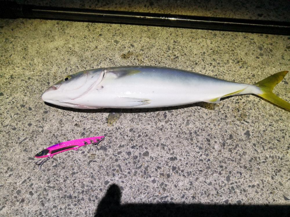 ショアジギング メジロ