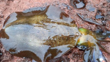 ショアジギング青物不在裏本命エギング爆発