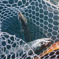 カヤックフィッシング