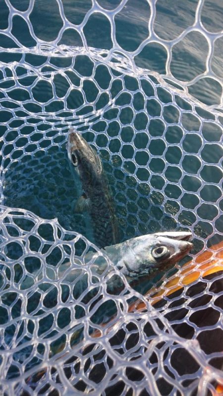 カヤックフィッシング