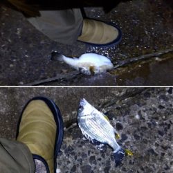 苅屋海岸の投げ釣り