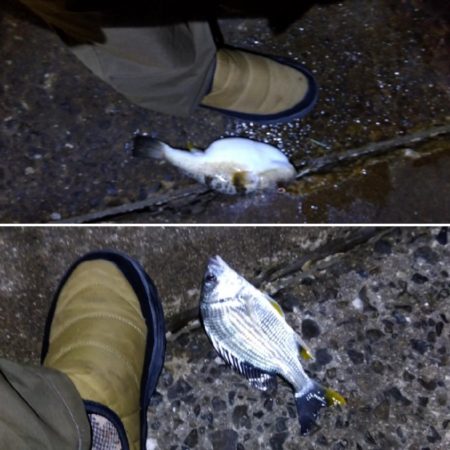 苅屋海岸の投げ釣り