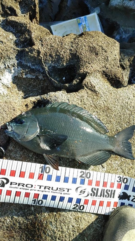 アオリイカ　グレ