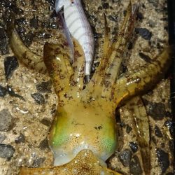 対馬エギング釣果