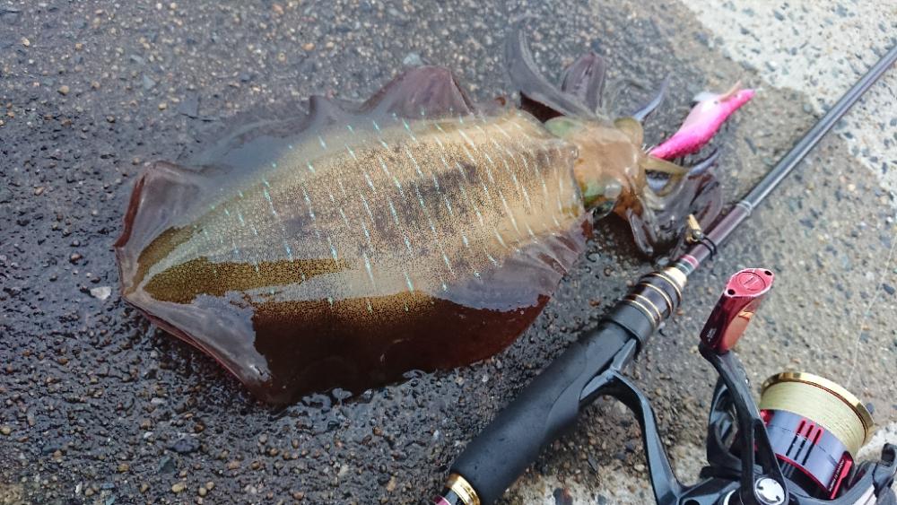 対馬エギング釣果