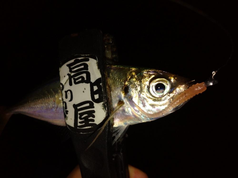 姫路でアジング