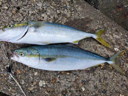 足ガクガク(｡ŏ﹏ŏ)