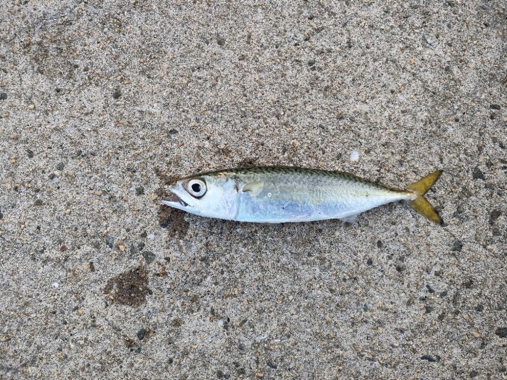 青物狙いでどちら様ですか!?