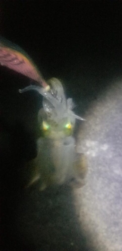 雨が降るまでエギング