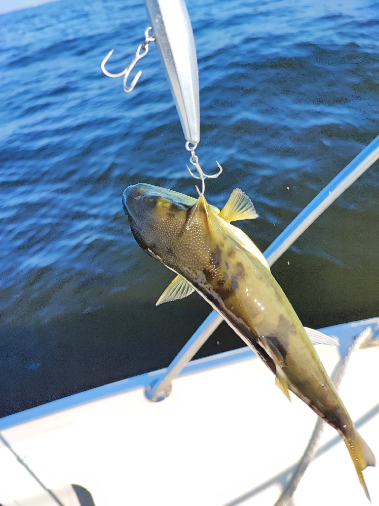 青物ナブラ撃ちとジギングで東京湾五目釣り