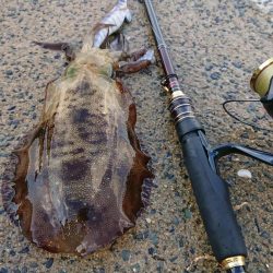 対馬エギング釣果