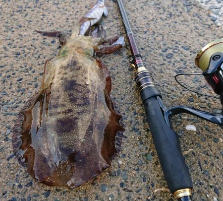 対馬エギング釣果