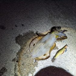 ババ荒れにて奔走も41杯(・x・*)♪