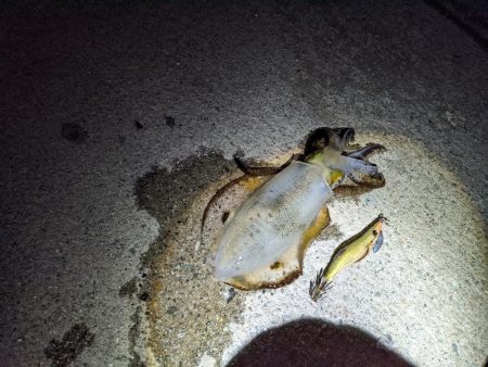 ババ荒れにて奔走も41杯(・x・*)♪