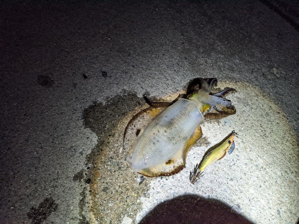 ババ荒れにて奔走も41杯(・x・*)♪