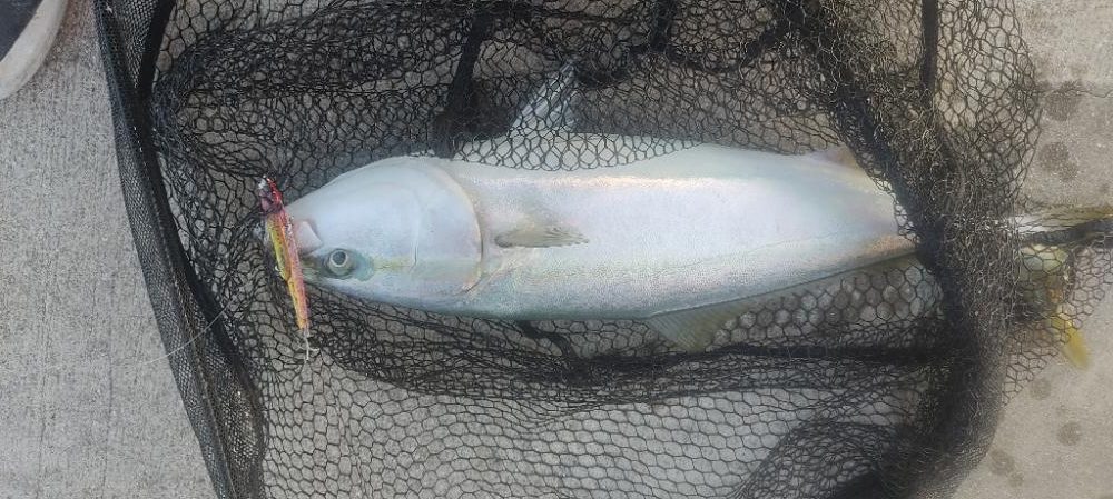 アジングto青物