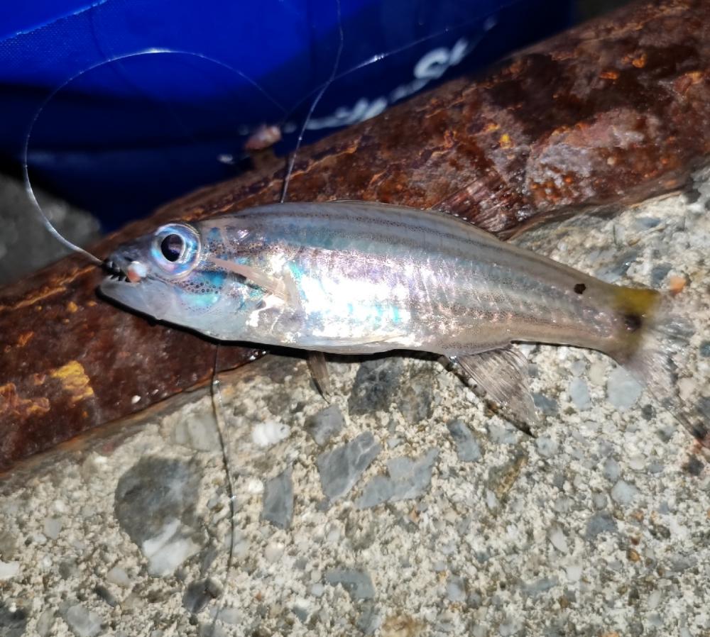 泊漁港で五目釣り