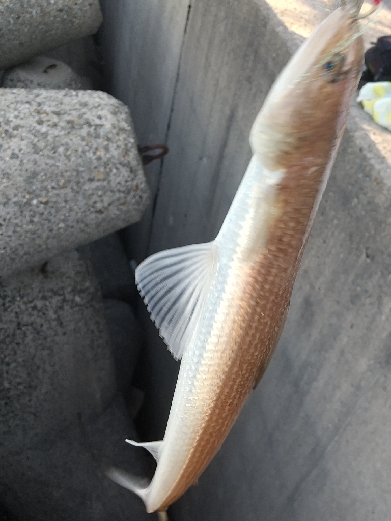 ショアジギング