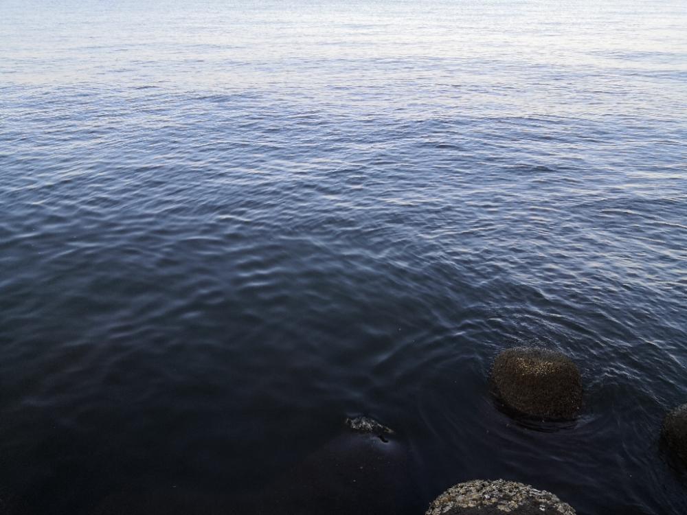 ショアジギングでメジロ