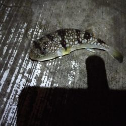 秋の朝練、サバだらけ