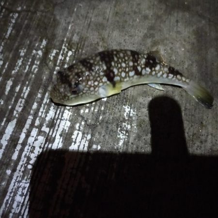 秋の朝練、サバだらけ