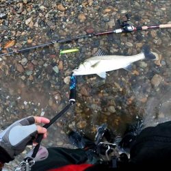 【シーバス】リバーシーバス５５㎝