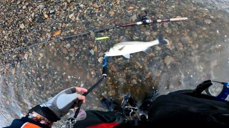 【シーバス】リバーシーバス５５㎝